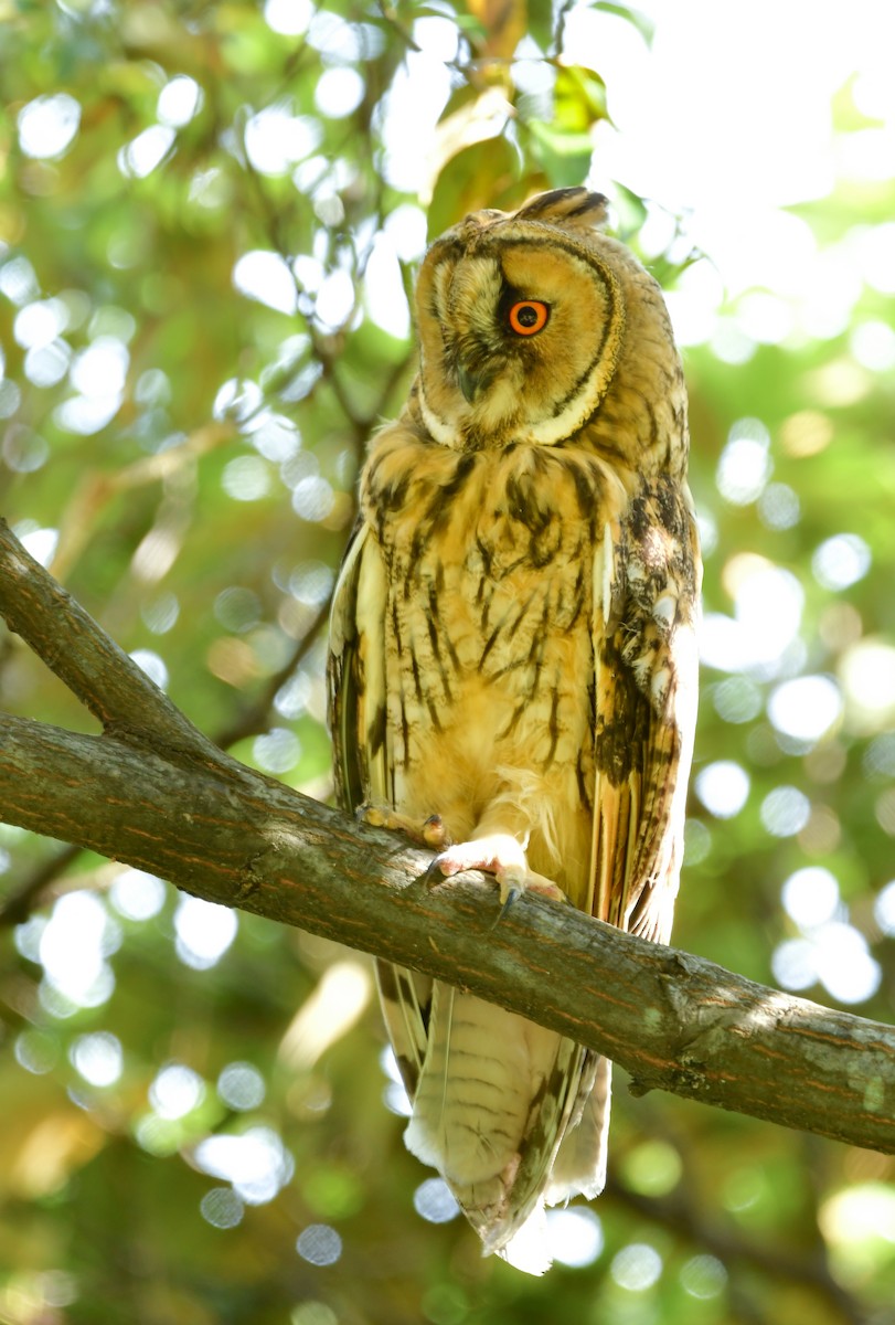 Long-eared Owl - ML620914484