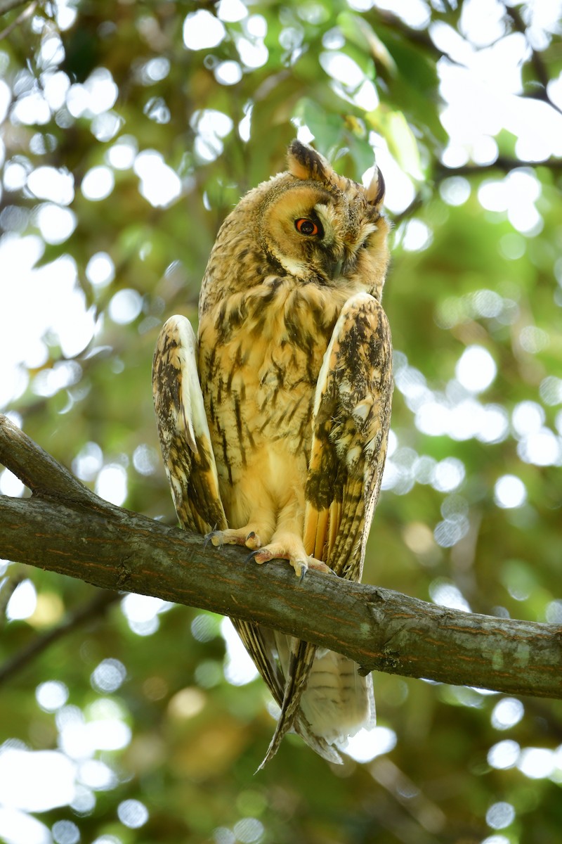 Long-eared Owl - ML620914485