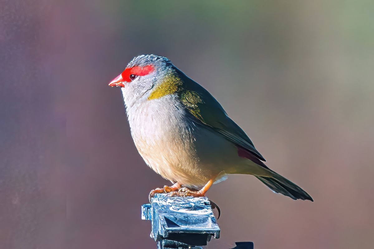 Red-browed Firetail - ML620914510