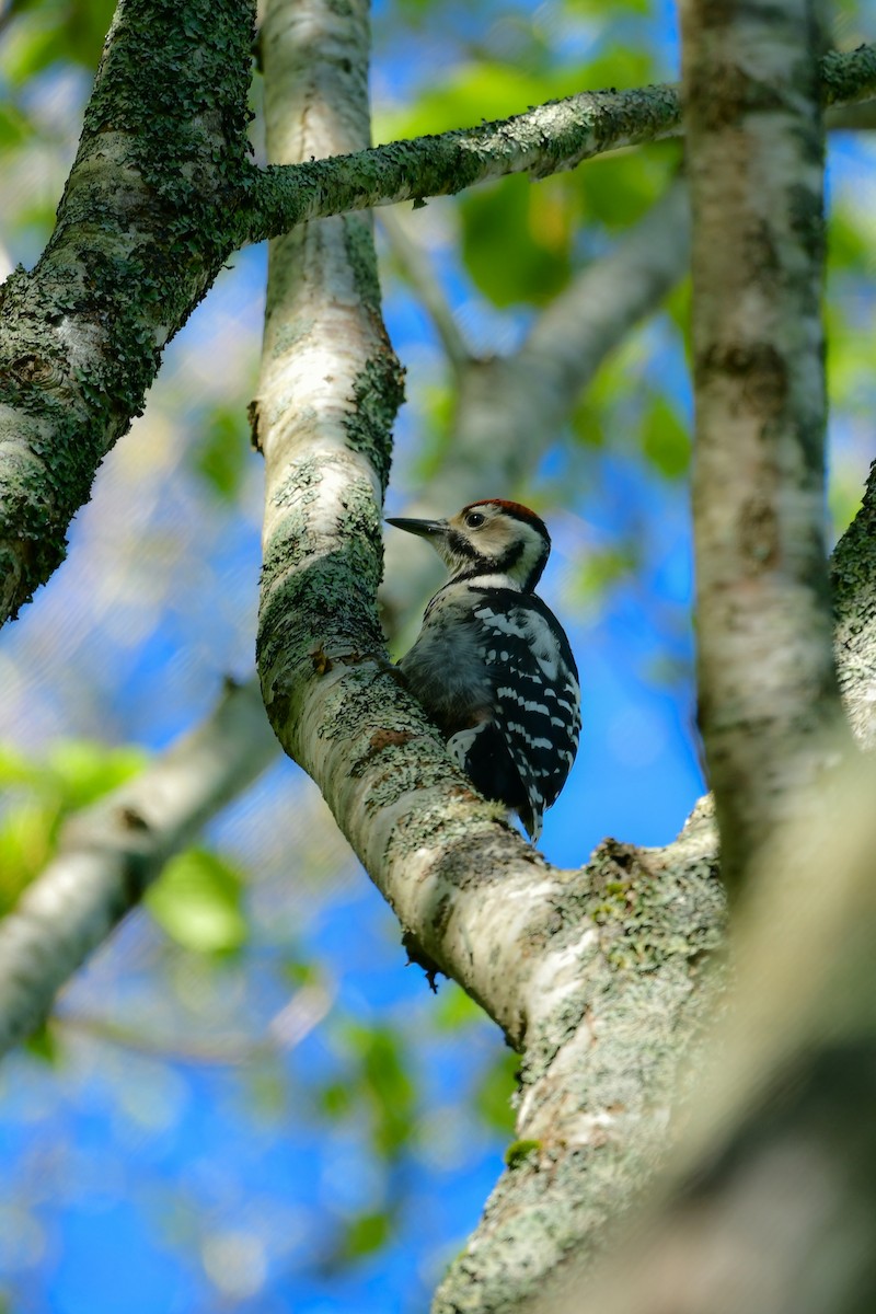 White-backed Woodpecker - ML620914512