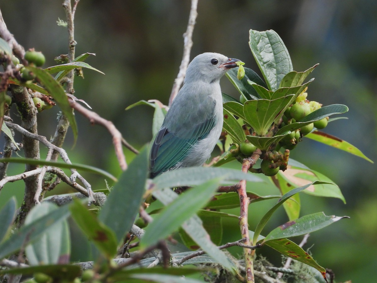 Blue-gray Tanager - ML620914514