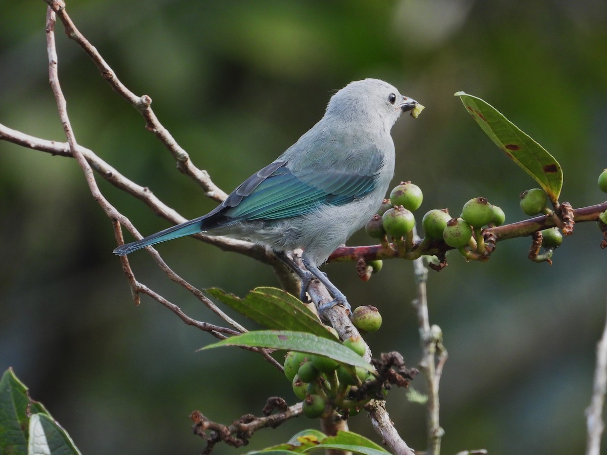 Blue-gray Tanager - ML620914515