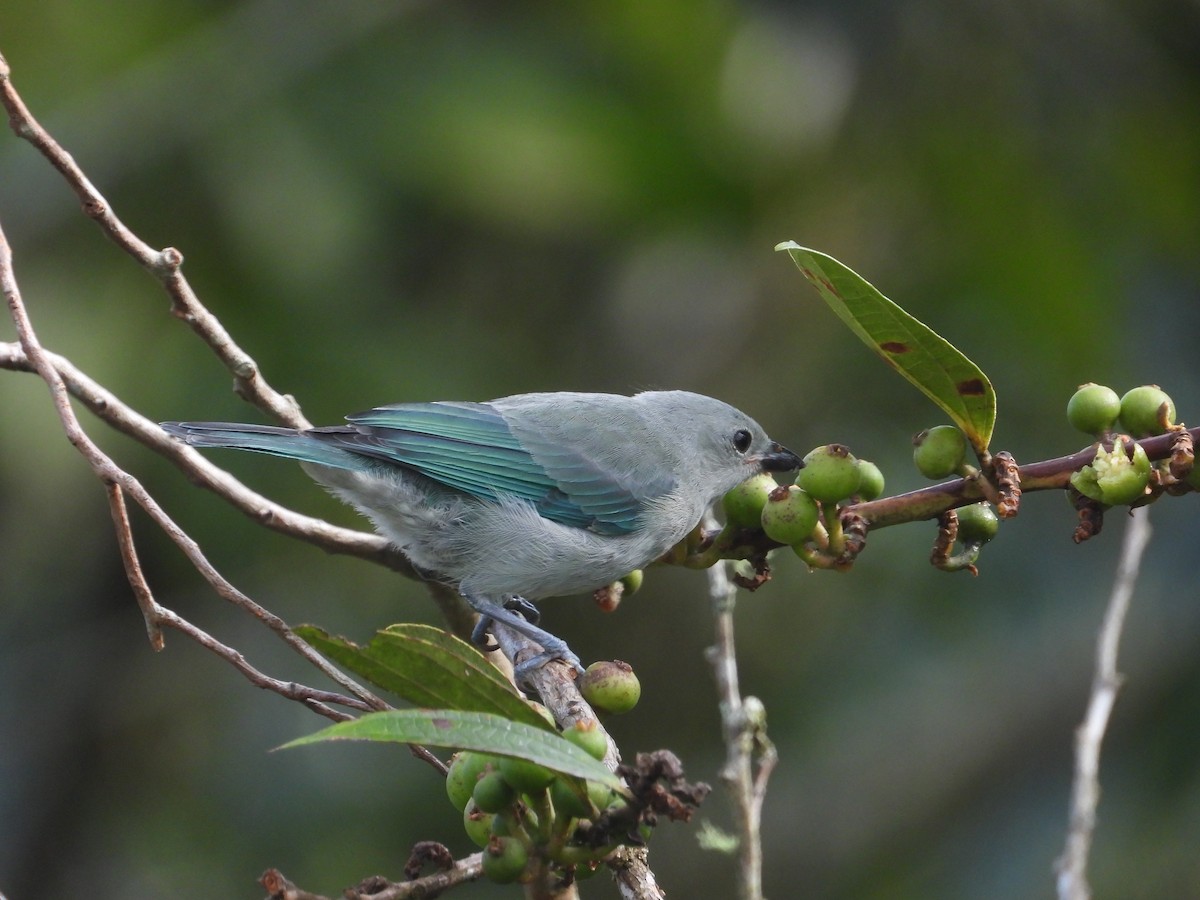Blue-gray Tanager - ML620914516