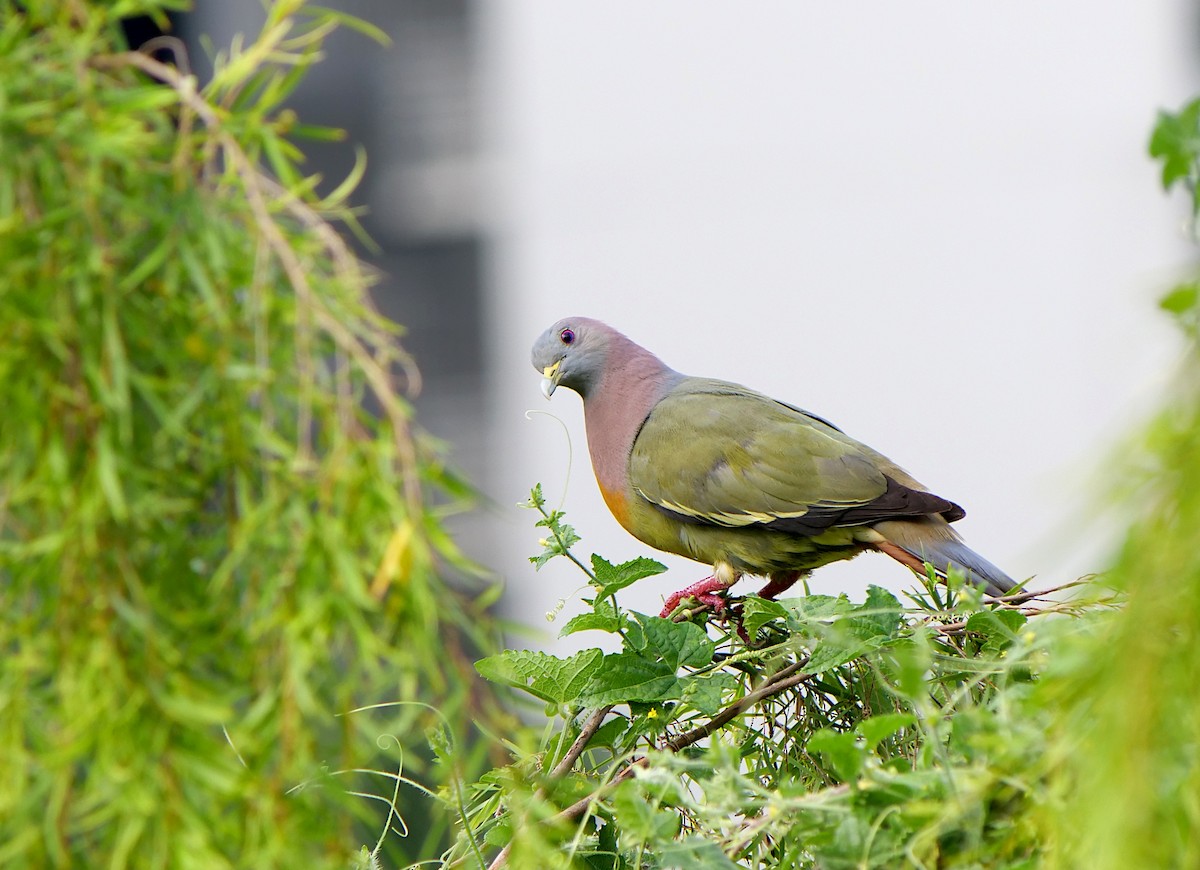 Pink-necked Green-Pigeon - ML620914598