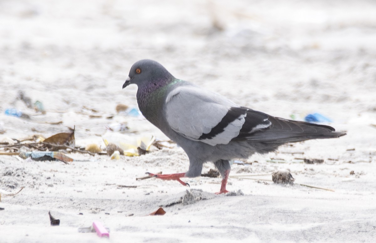 Rock Pigeon (Feral Pigeon) - ML620914641