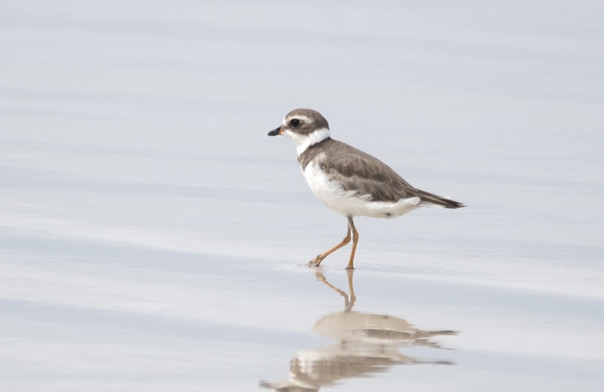 Semipalmated Plover - ML620914644