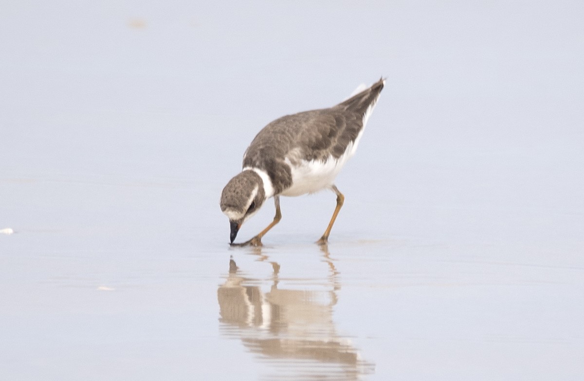 Semipalmated Plover - ML620914645