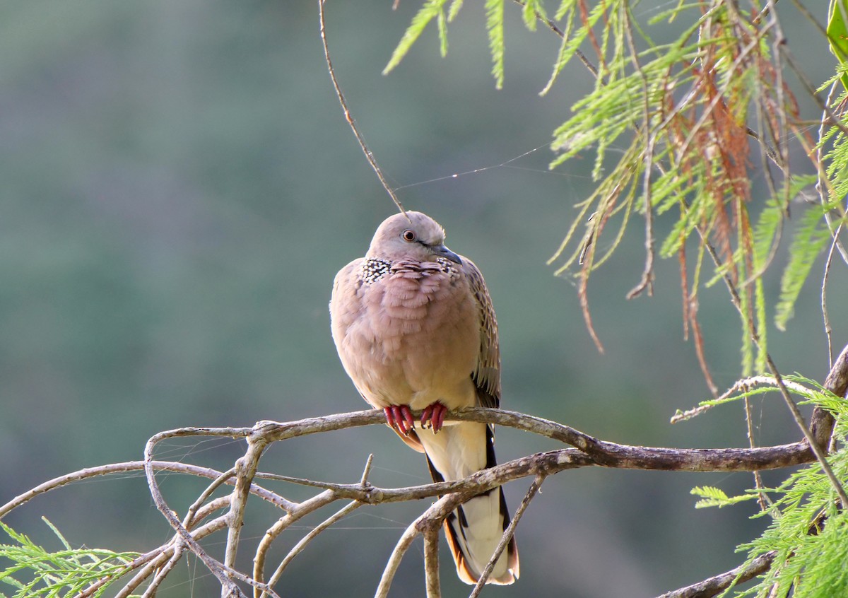 Spotted Dove - ML620914745