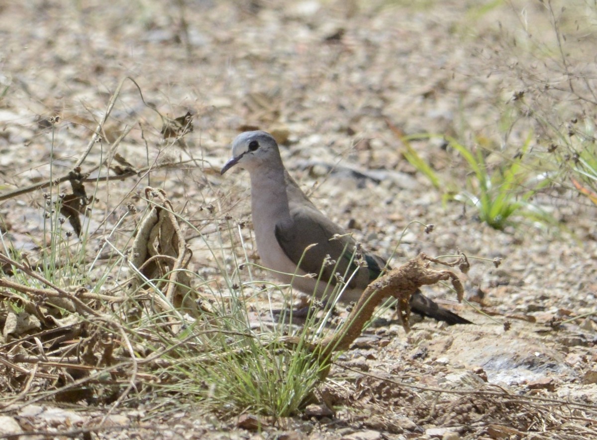 Emerald-spotted Wood-Dove - ML620914763