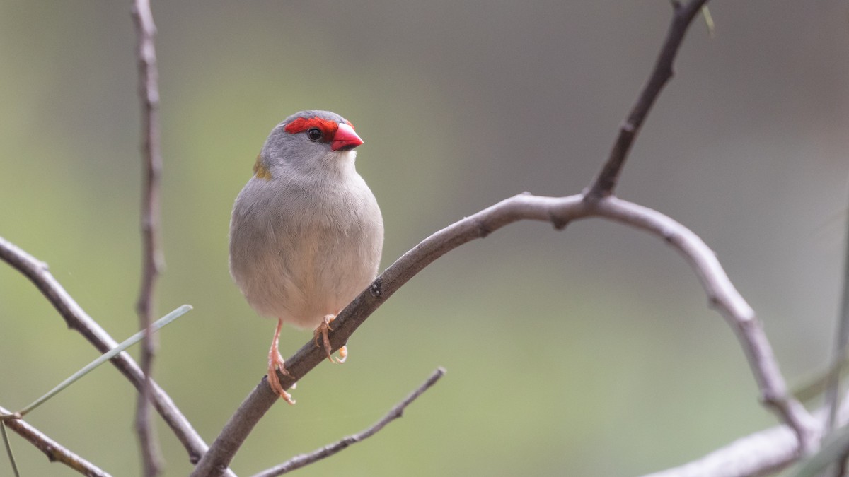 Red-browed Firetail - ML620914764