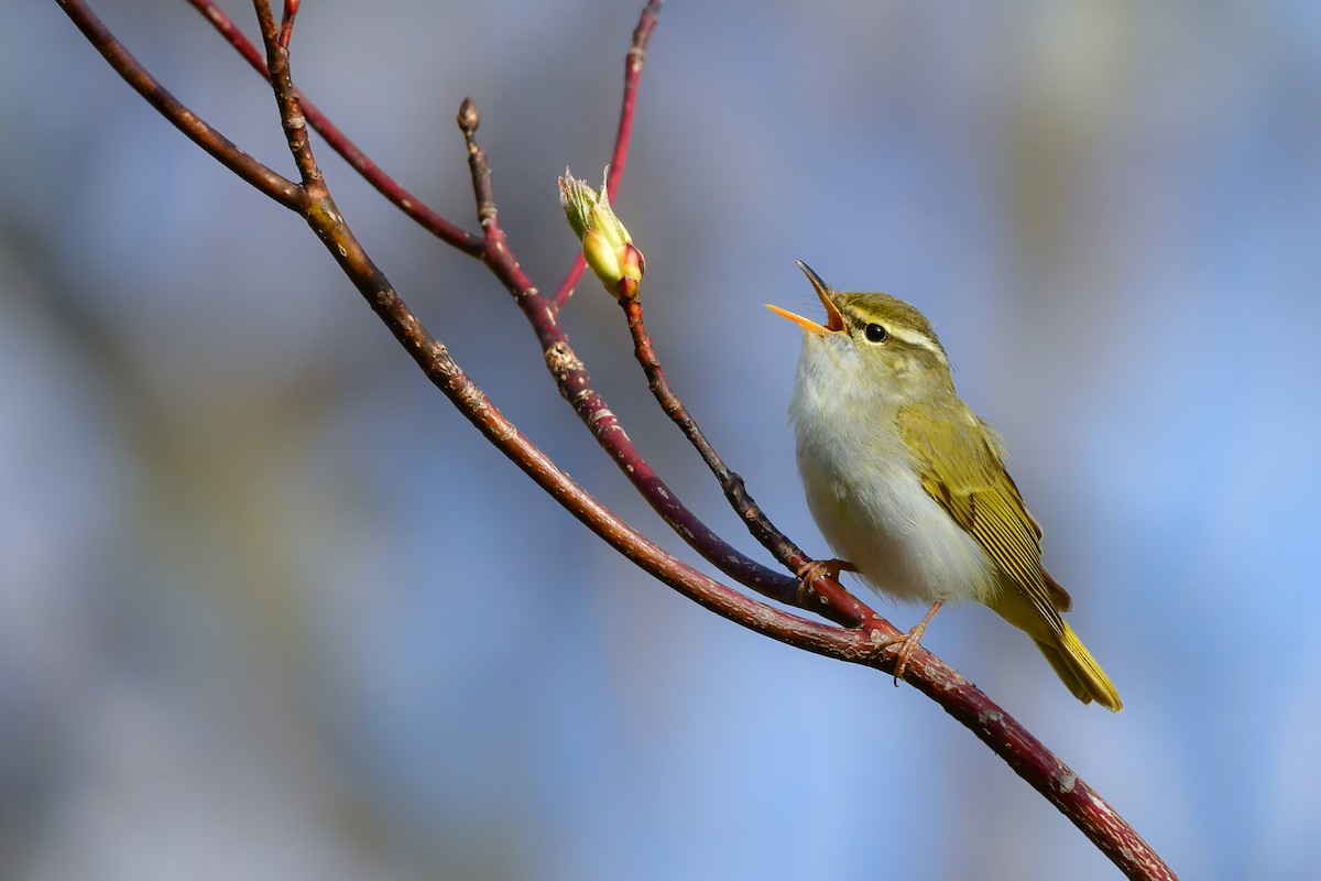 Eastern Crowned Warbler - ML620914770