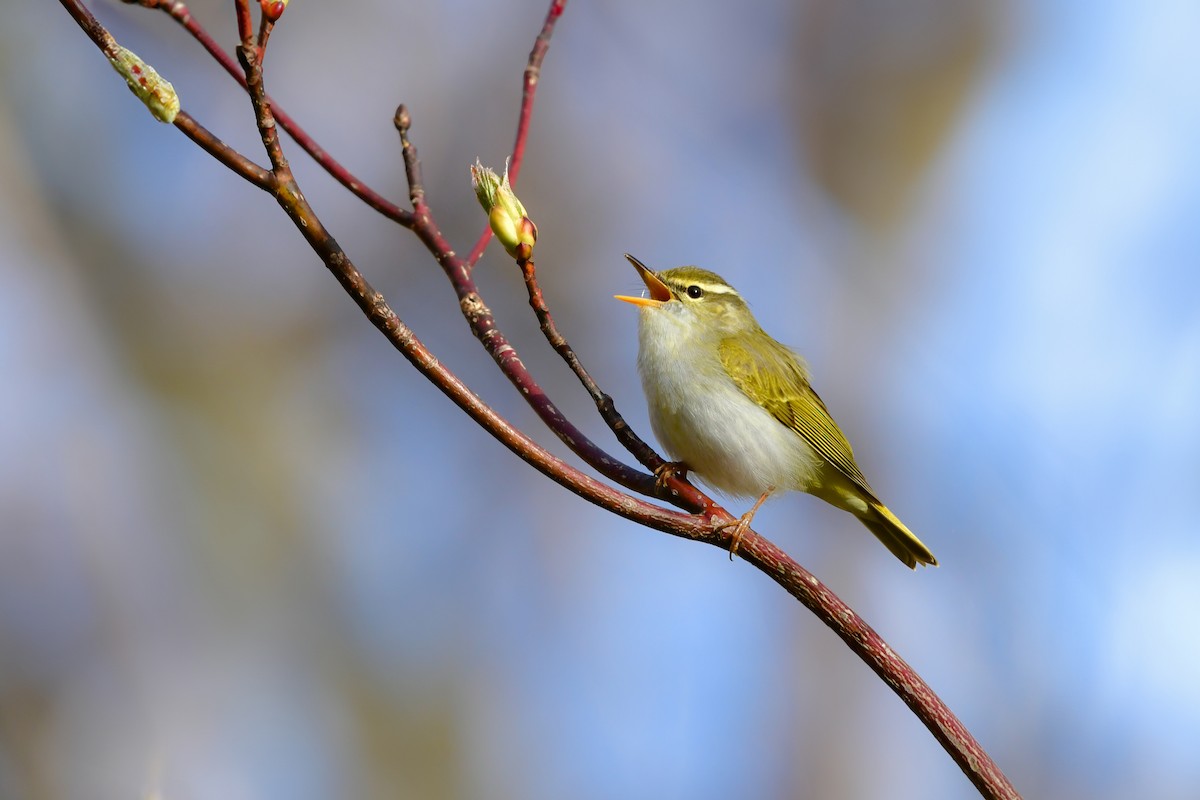 Eastern Crowned Warbler - ML620914771