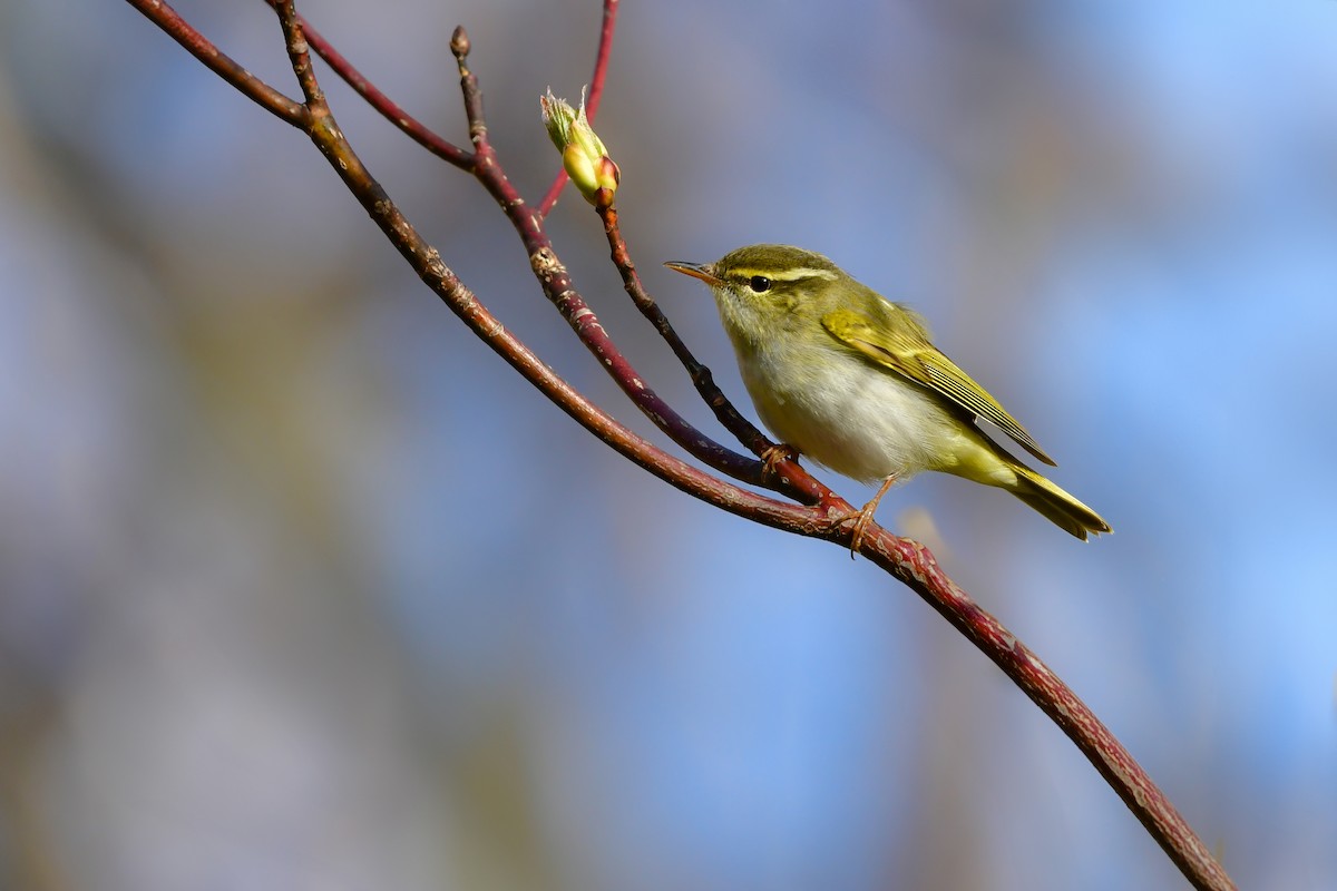 Eastern Crowned Warbler - ML620914772