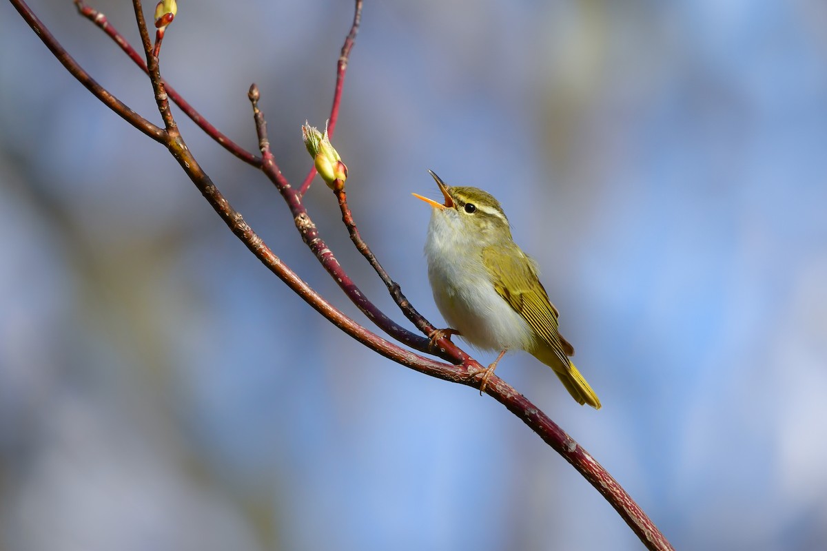 Eastern Crowned Warbler - ML620914773