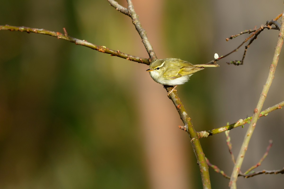 Eastern Crowned Warbler - ML620914774