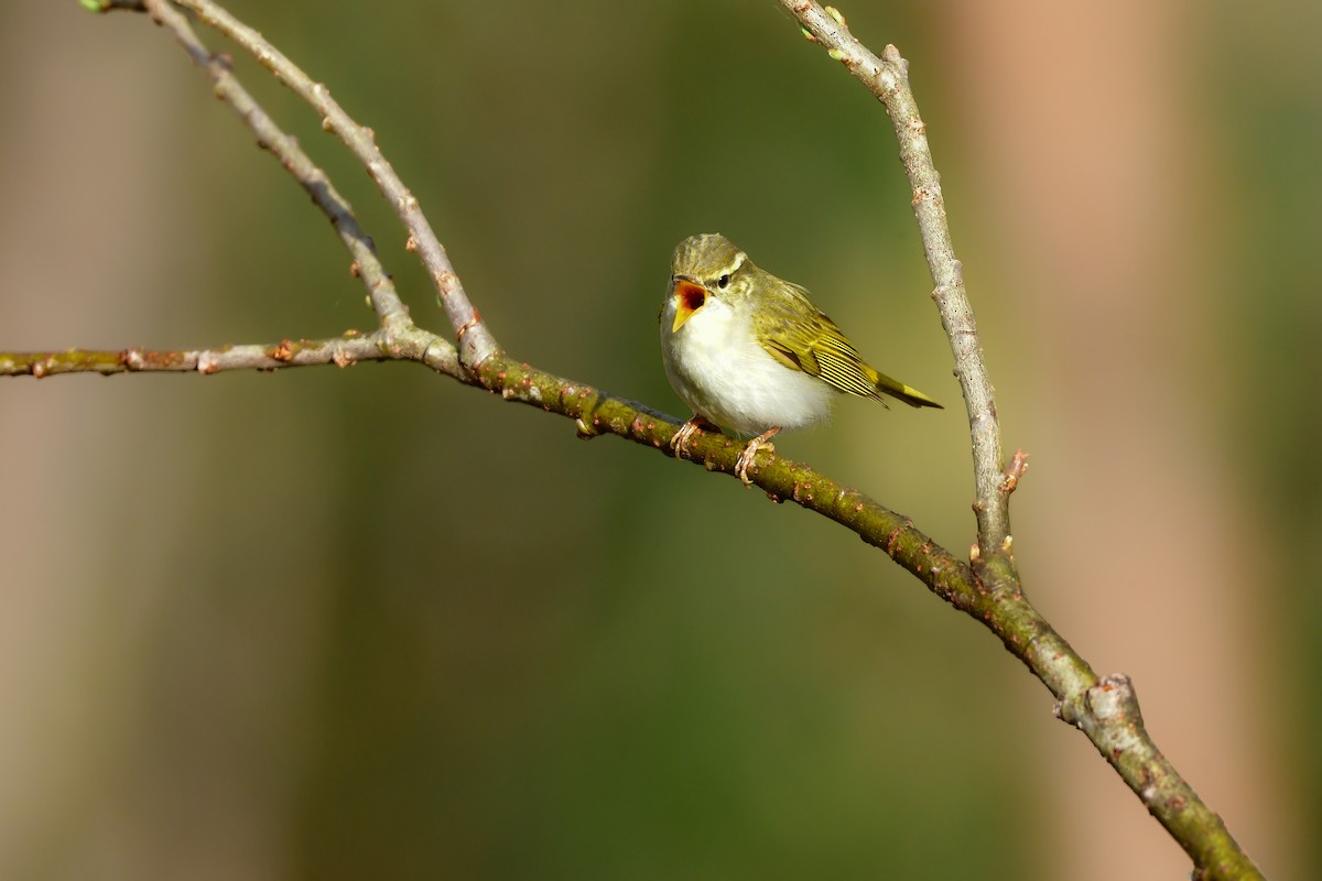 Eastern Crowned Warbler - ML620914775