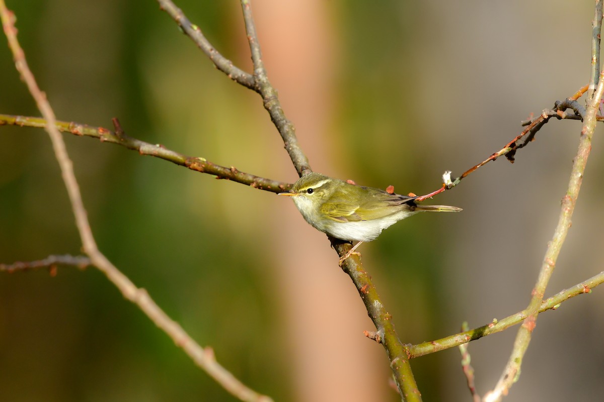 Eastern Crowned Warbler - ML620914777