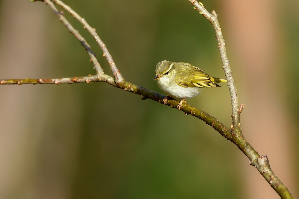 Eastern Crowned Warbler - ML620914780