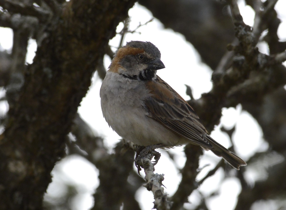 Kenya Rufous Sparrow - ML620914784