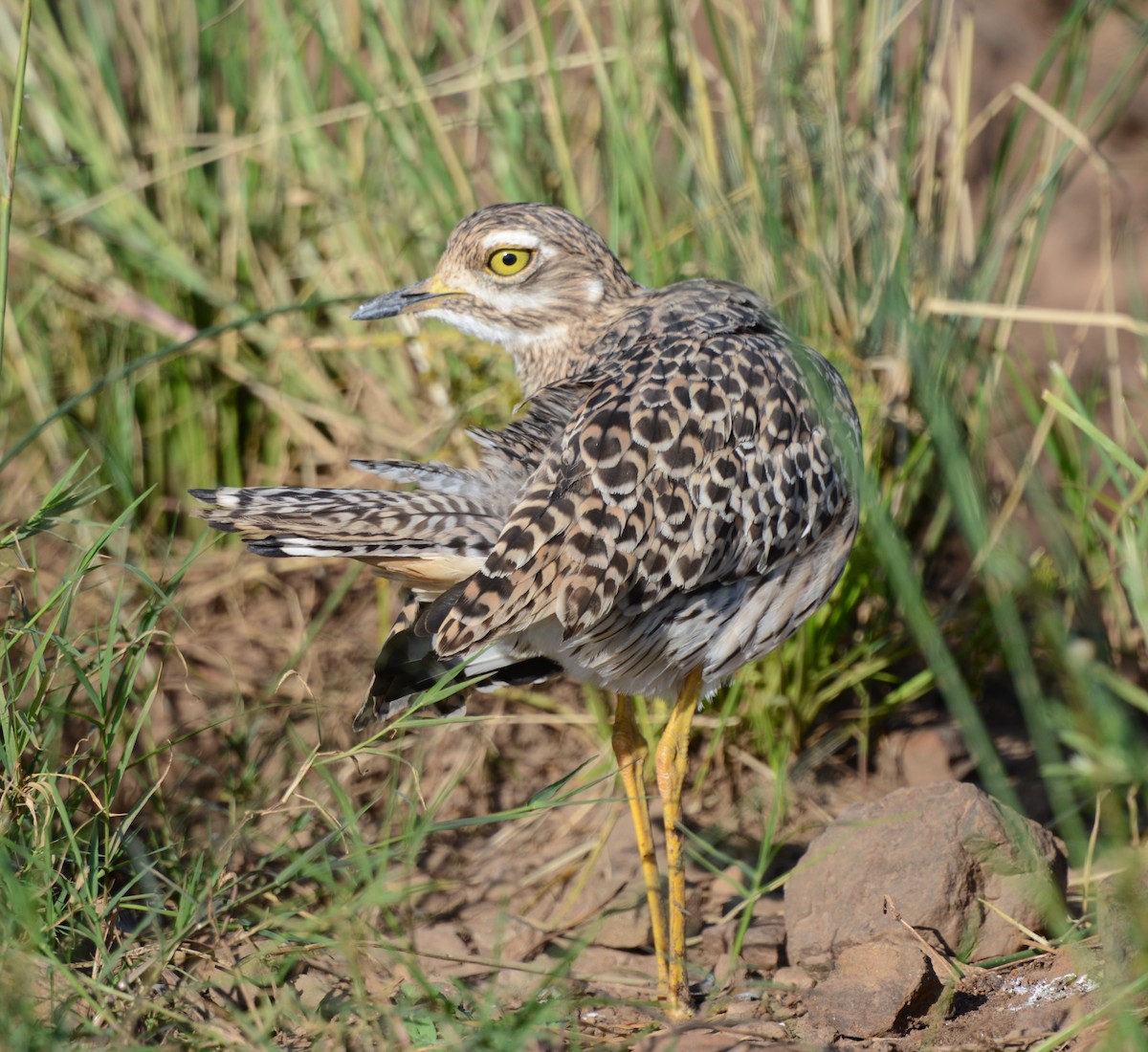 Spotted Thick-knee - ML620914789