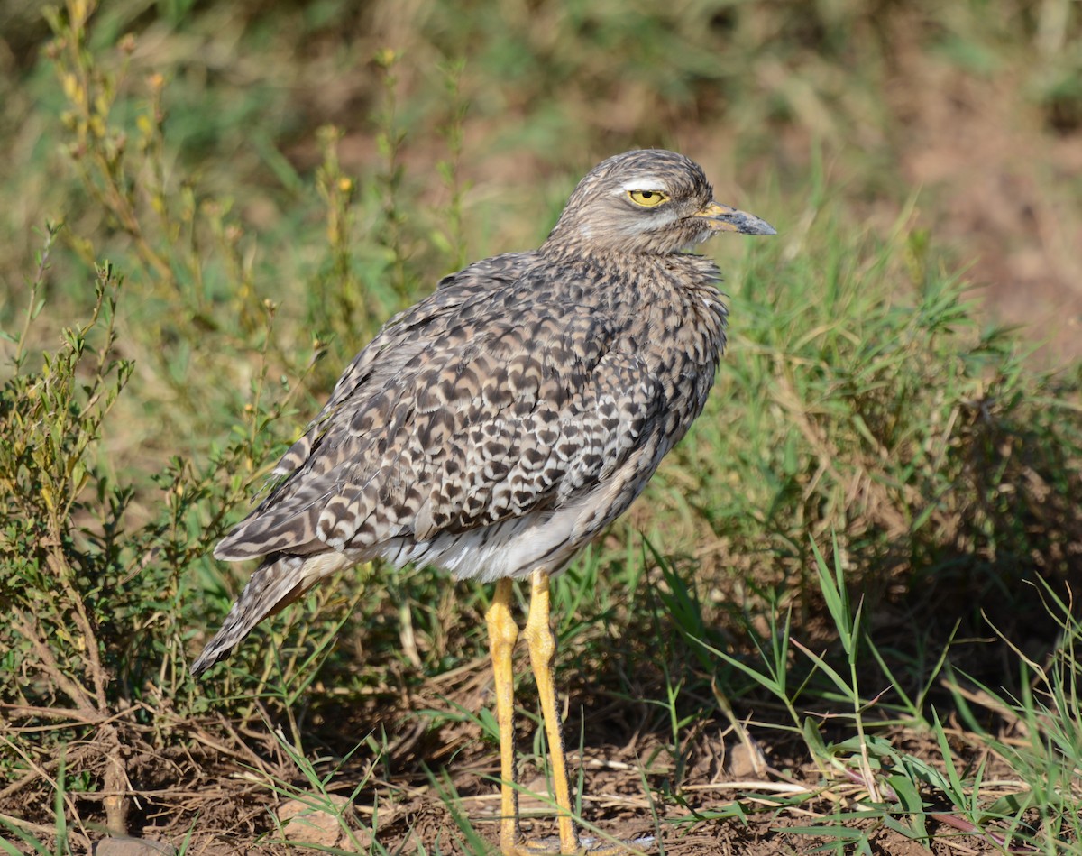 Spotted Thick-knee - ML620914790