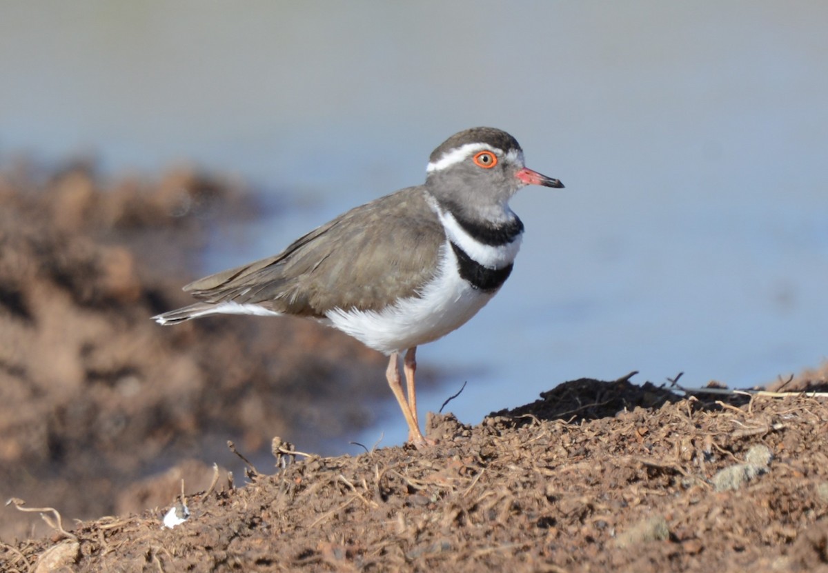 Three-banded Plover - ML620914793