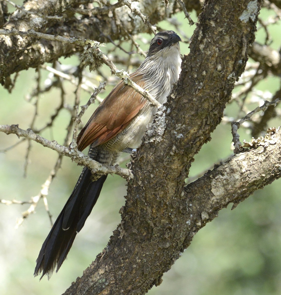 White-browed Coucal - ML620914797