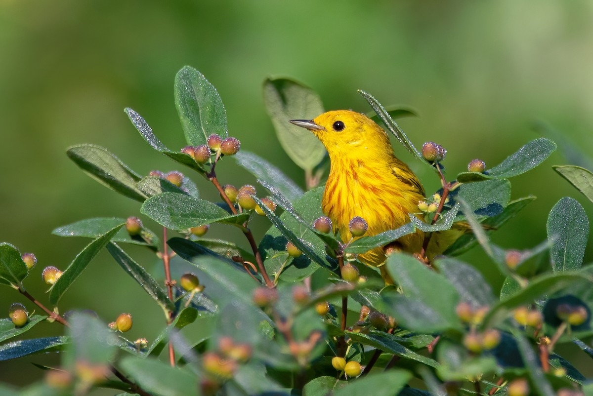 Yellow Warbler - Marie-Josee D'Amour