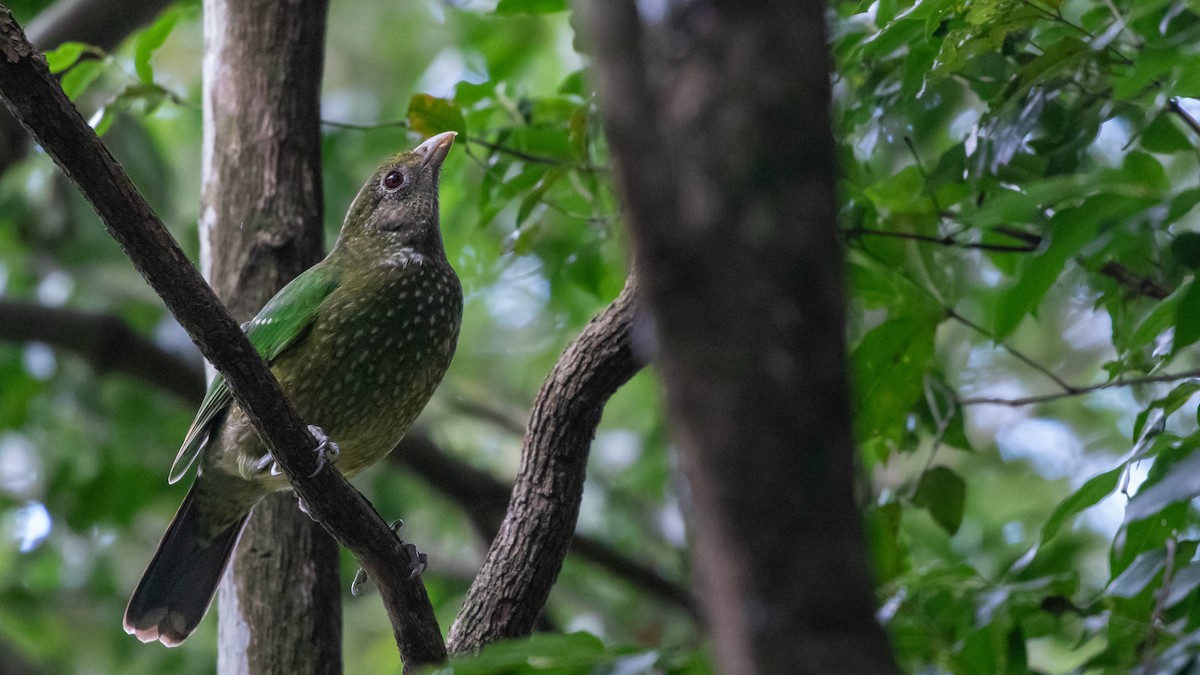 Green Catbird - ML620914873