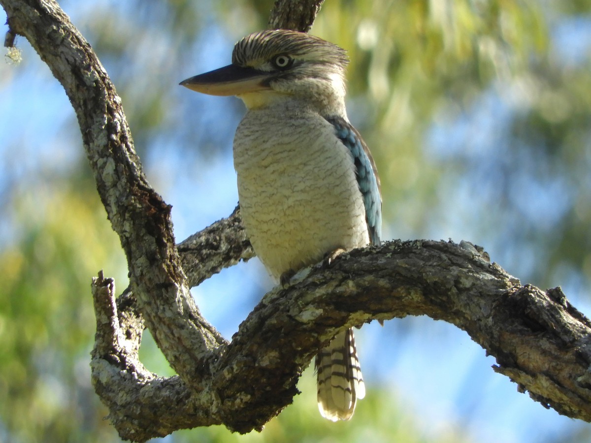 Blue-winged Kookaburra - Natalee Bozzi