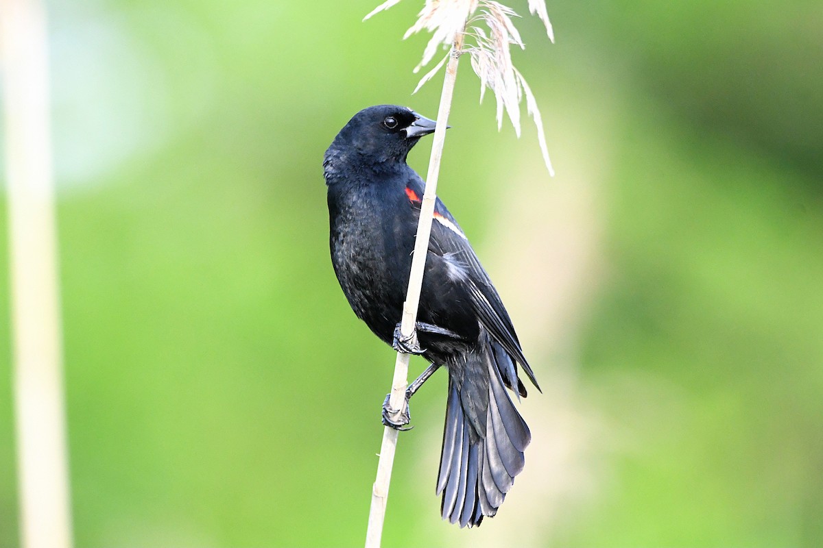 Red-winged Blackbird - ML620914924