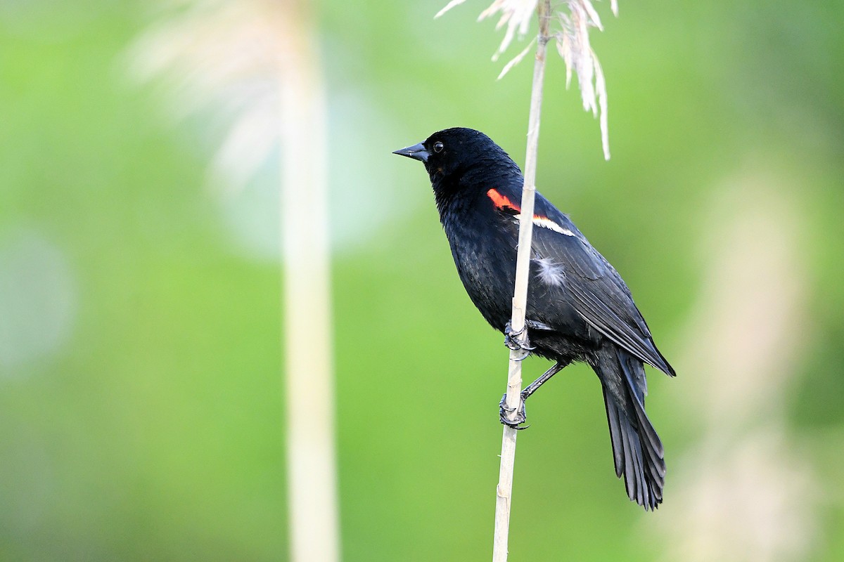 Red-winged Blackbird - ML620914926