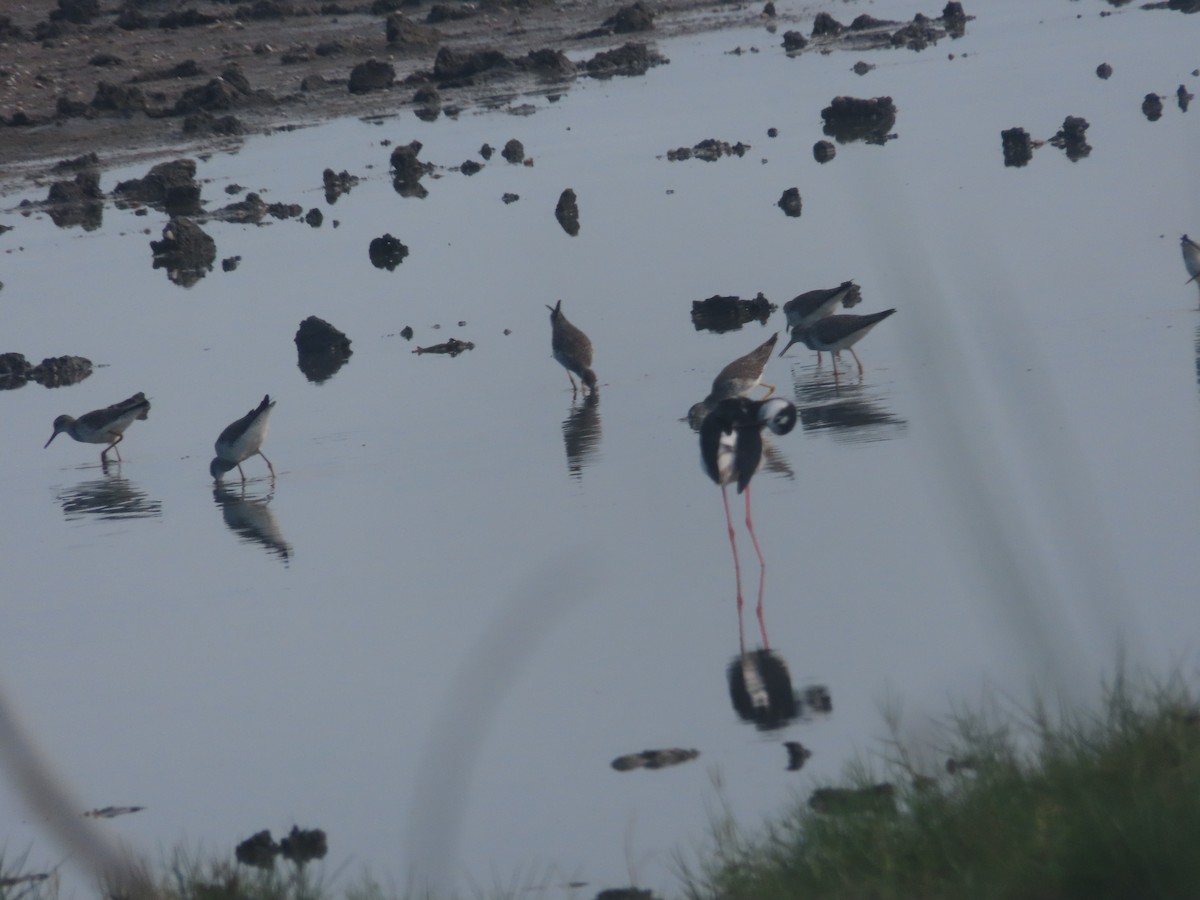 Lesser Yellowlegs - ML620914935