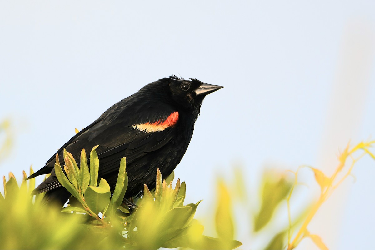 Red-winged Blackbird - ML620914940