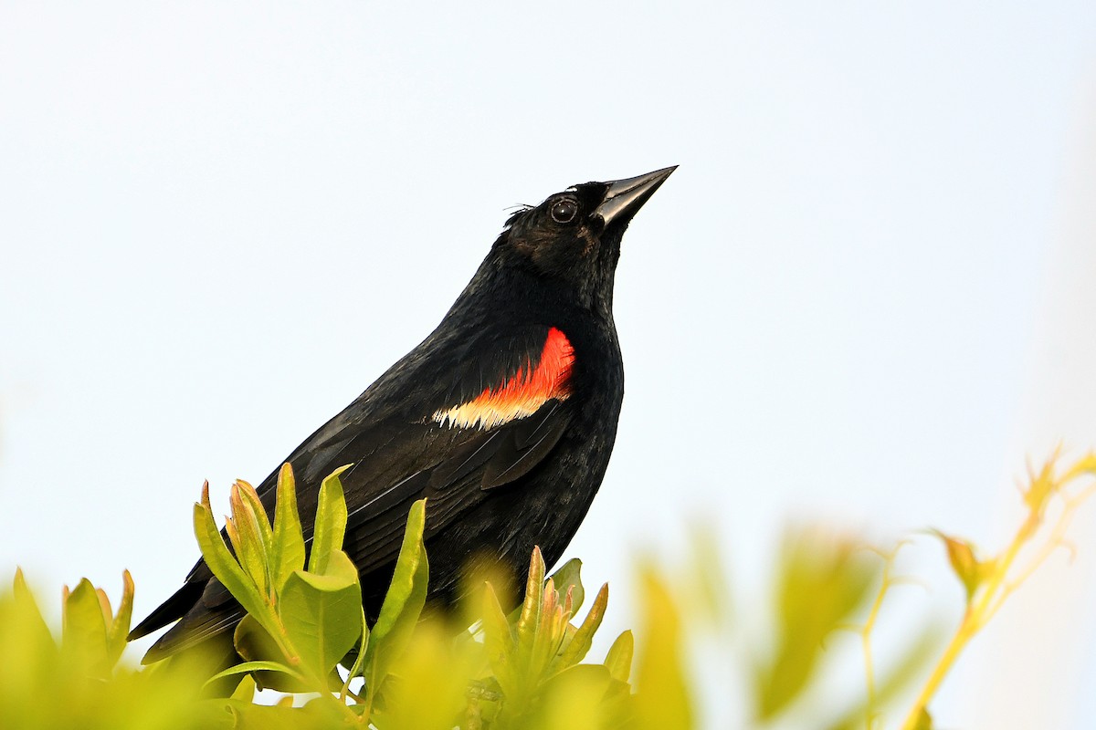 Red-winged Blackbird - ML620914941