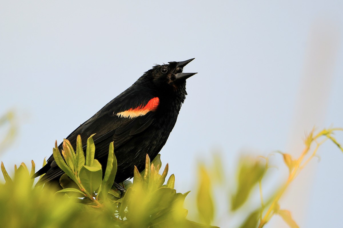 Red-winged Blackbird - ML620914942