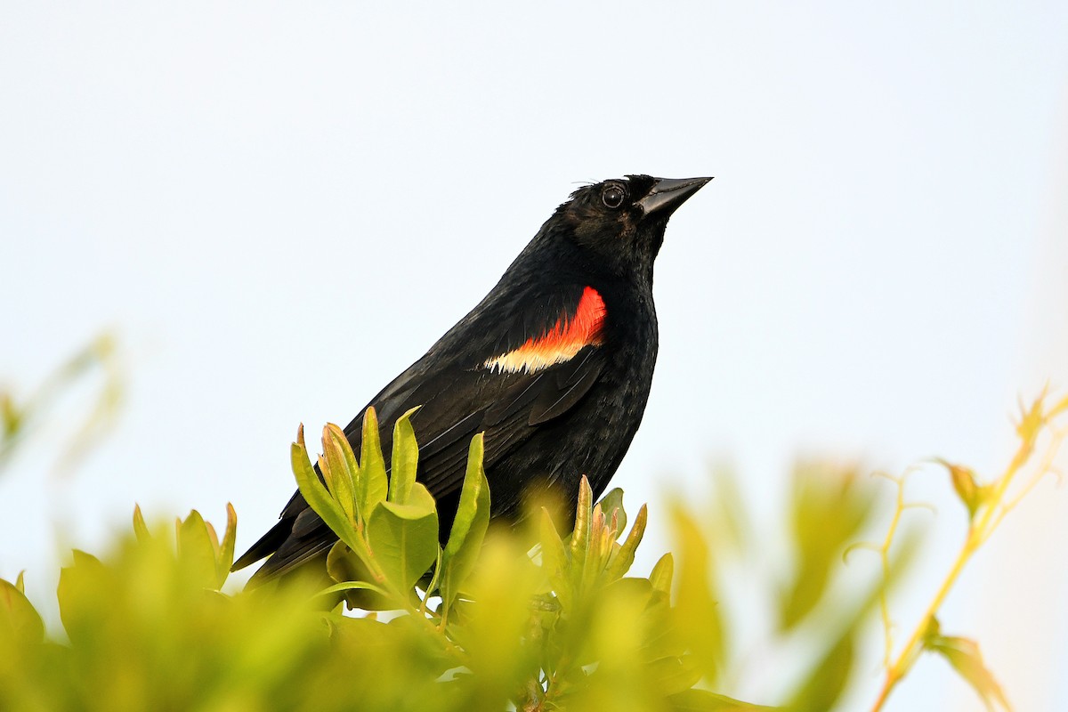 Red-winged Blackbird - ML620914943