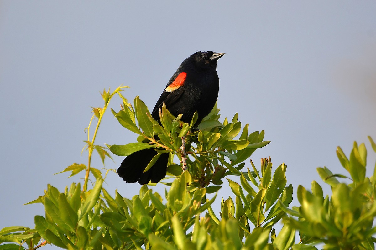 Red-winged Blackbird - ML620914953
