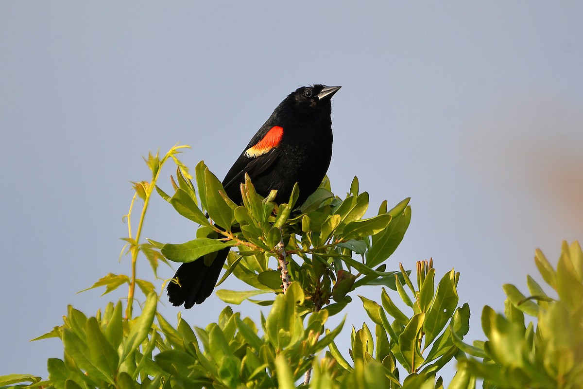 Red-winged Blackbird - ML620914954