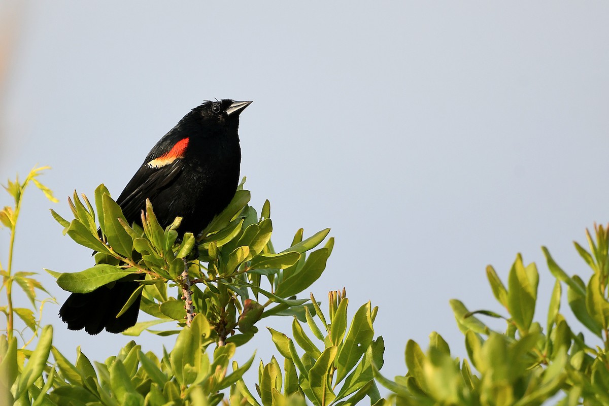 Red-winged Blackbird - ML620914955