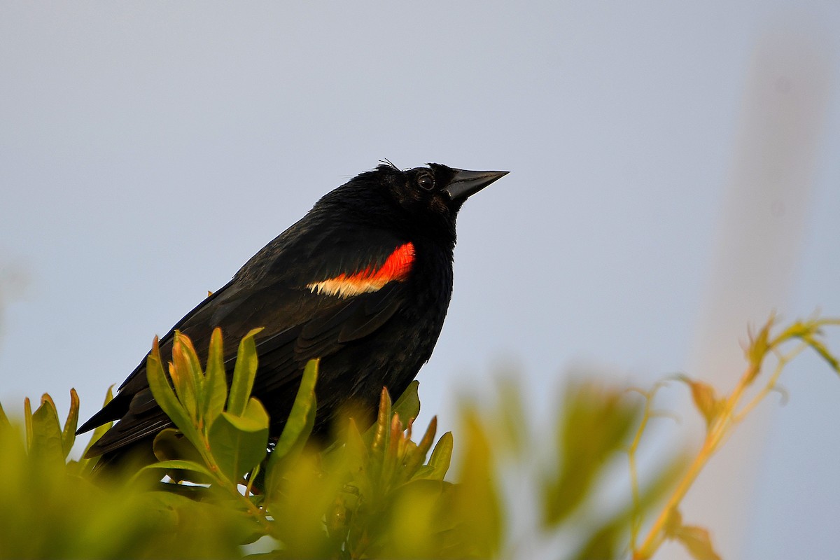 Red-winged Blackbird - ML620914957