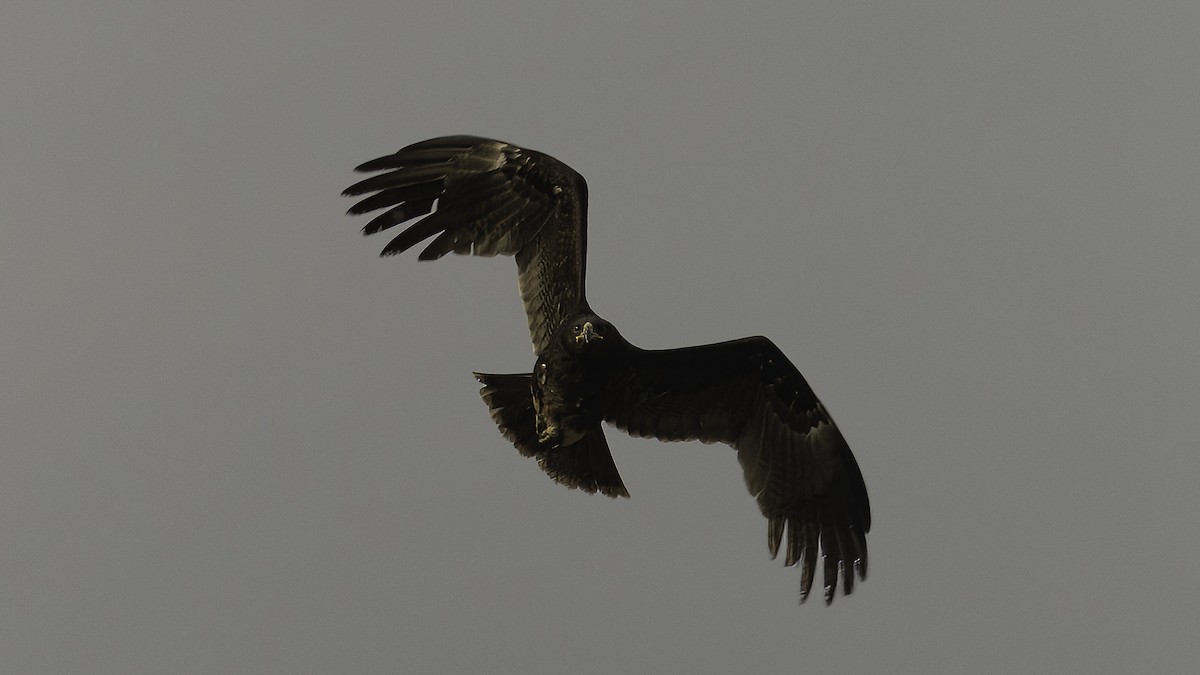 Greater Spotted Eagle - ML620914990