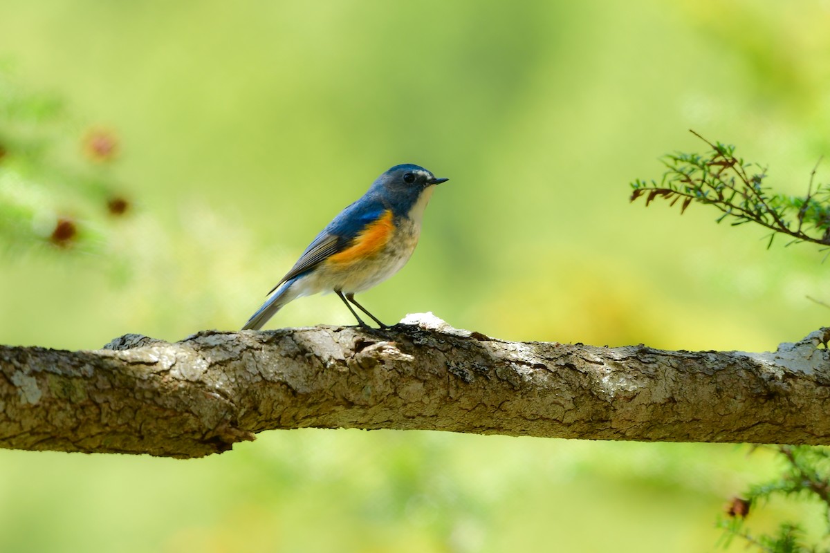 Red-flanked Bluetail - ML620915049