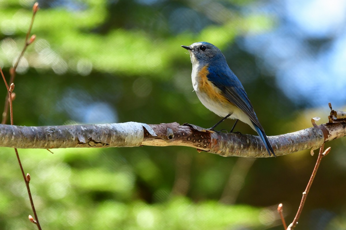 Red-flanked Bluetail - ML620915050