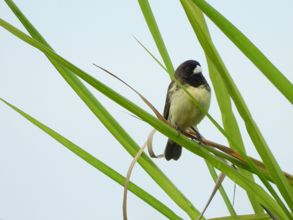 Yellow-bellied Seedeater - ML620915055