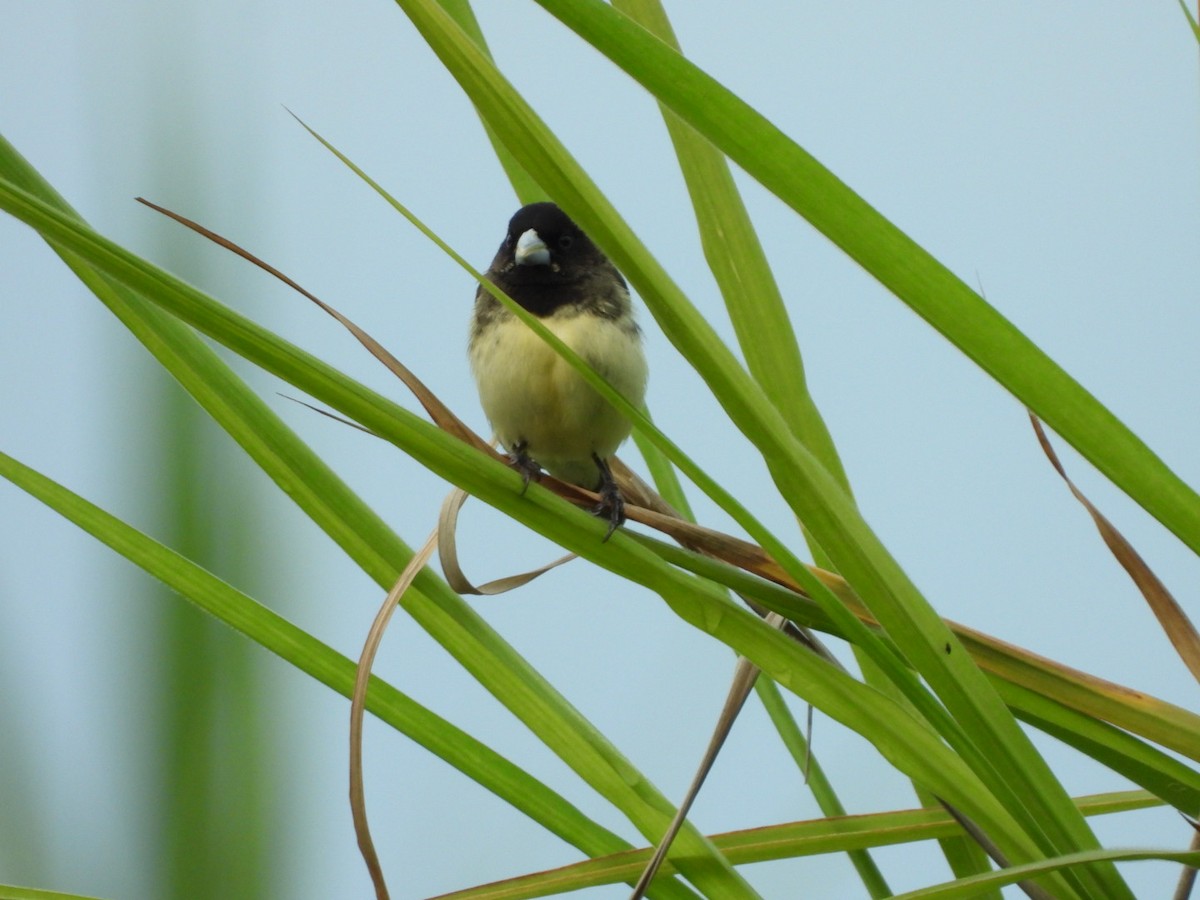 Yellow-bellied Seedeater - ML620915056