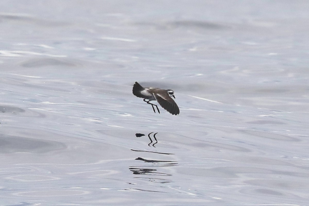 White-faced Storm-Petrel - ML620915065
