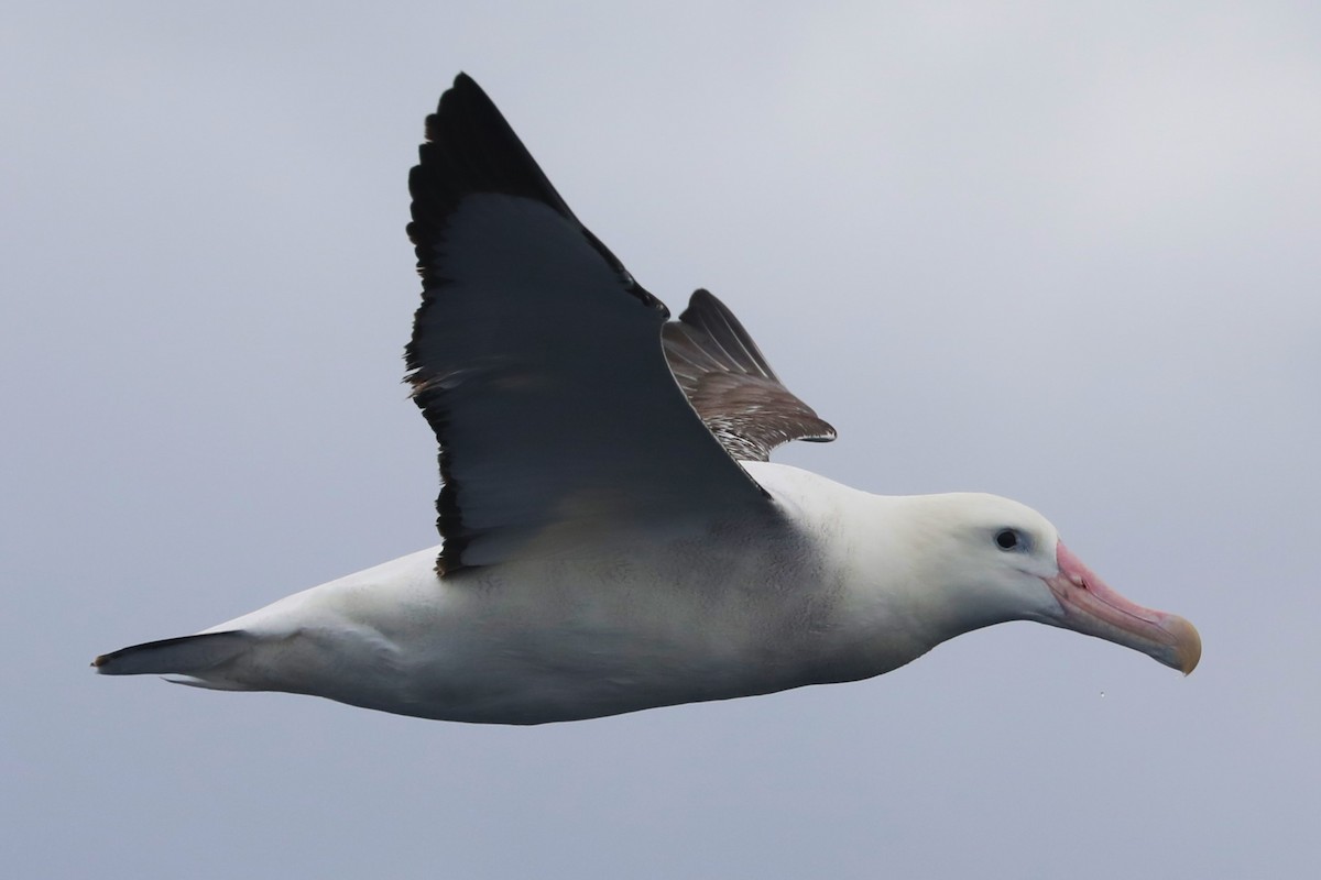 albatros jižní (ssp. gibsoni) - ML620915097