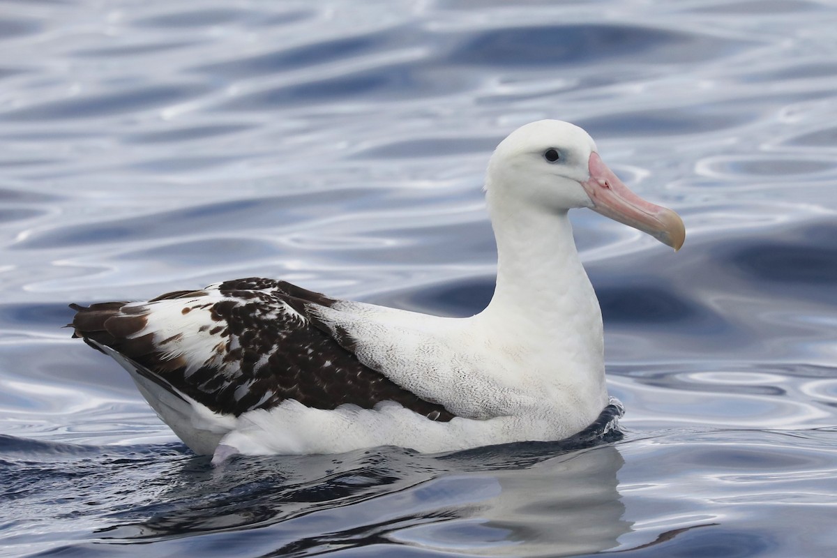 albatros jižní (ssp. gibsoni) - ML620915098