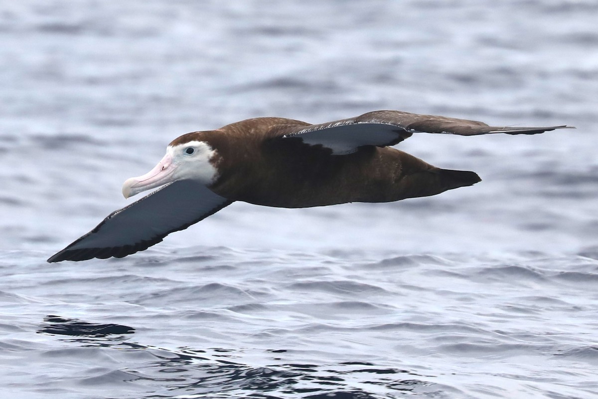 albatros jižní (ssp. gibsoni) - ML620915099
